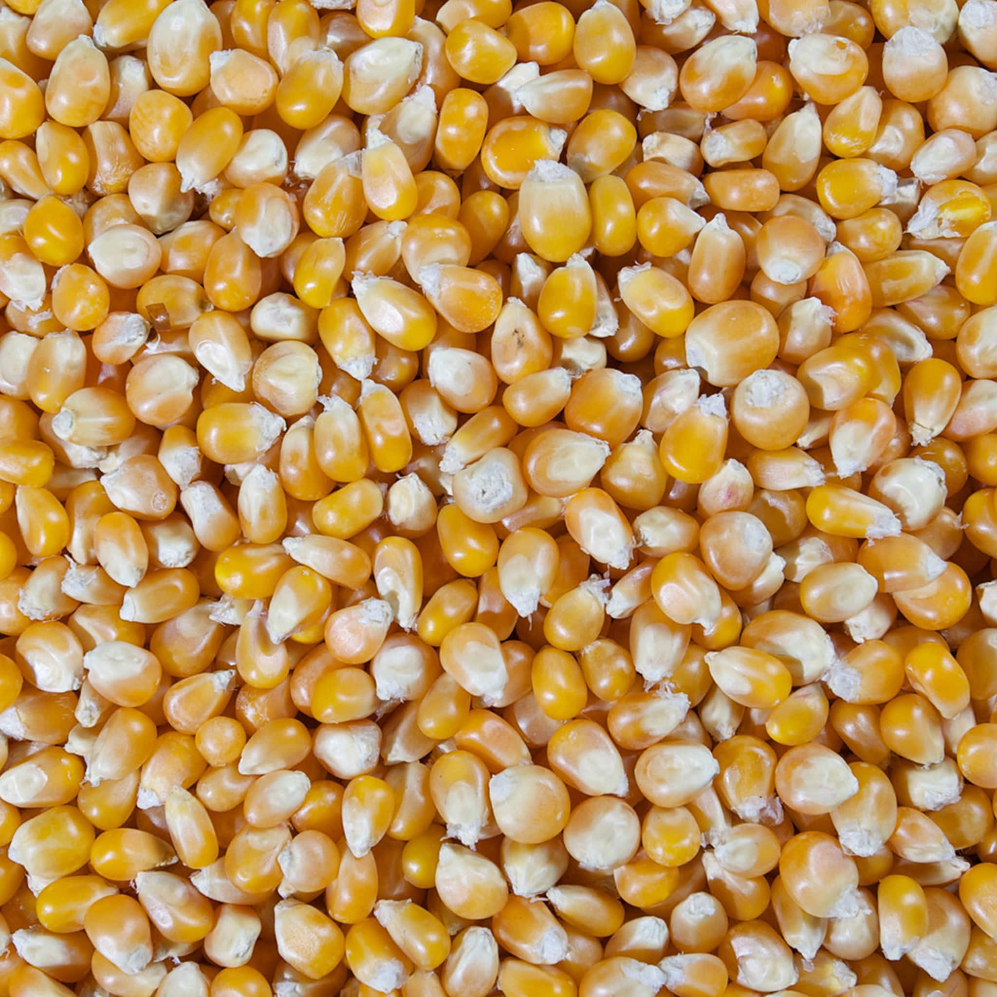 Alicampo Butterfly  Popcorn Kernels 20kg