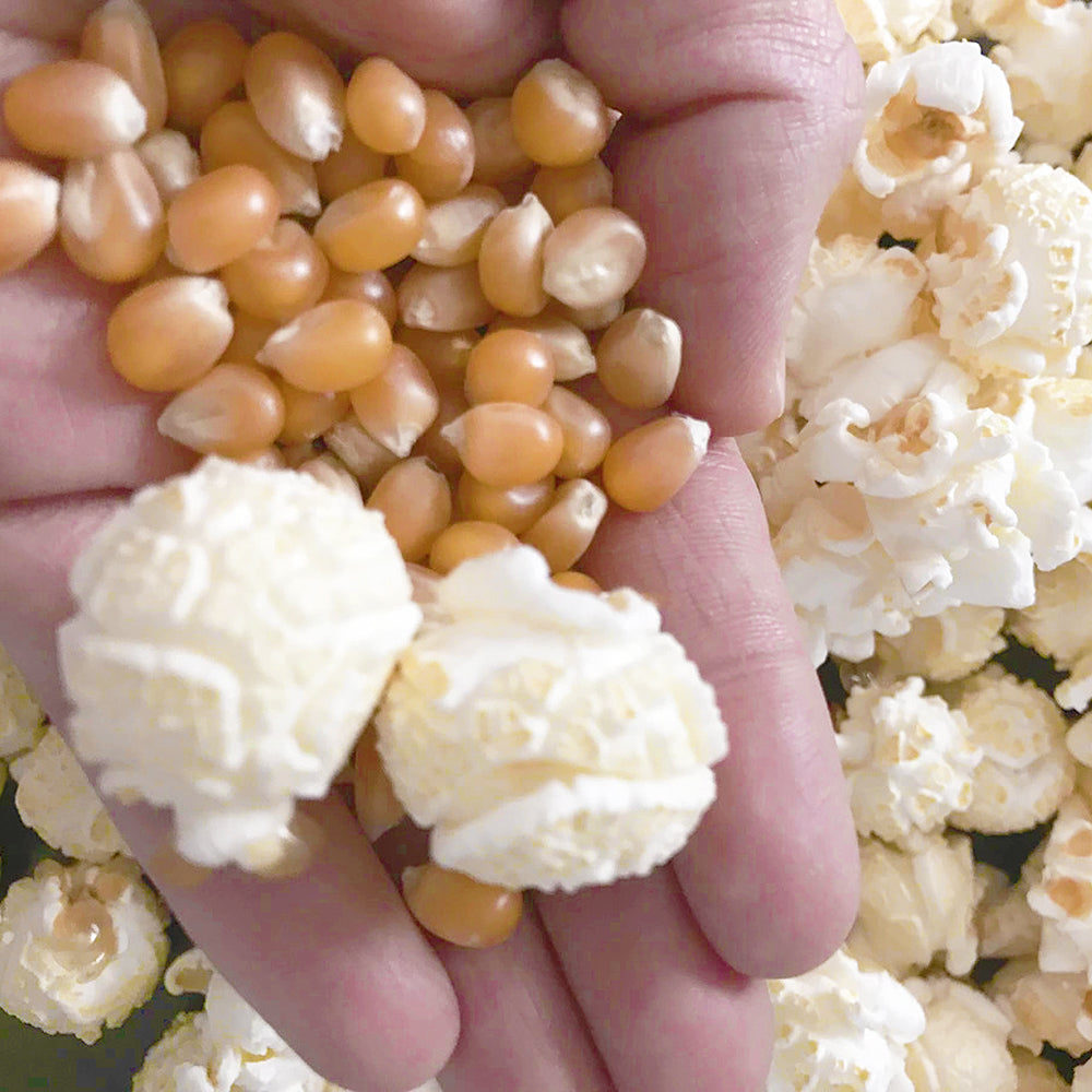 A hand holding popped popcorn and kernels, with more popcorn in the background.