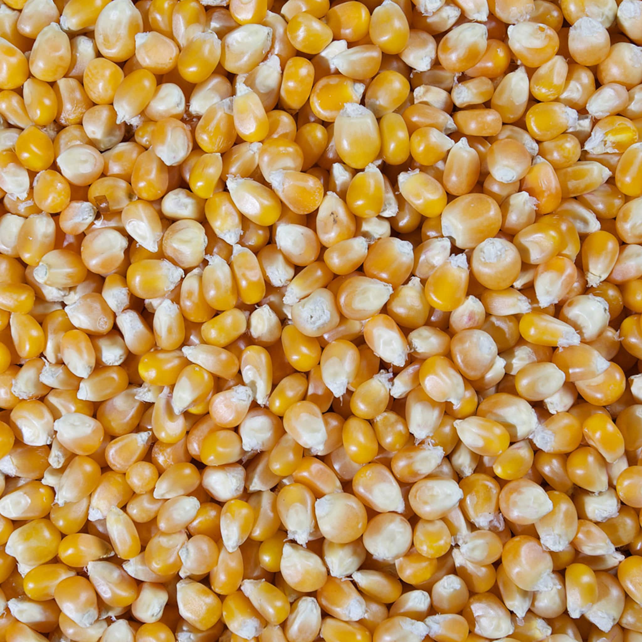Alicampo Popcorn Kernels 20kg